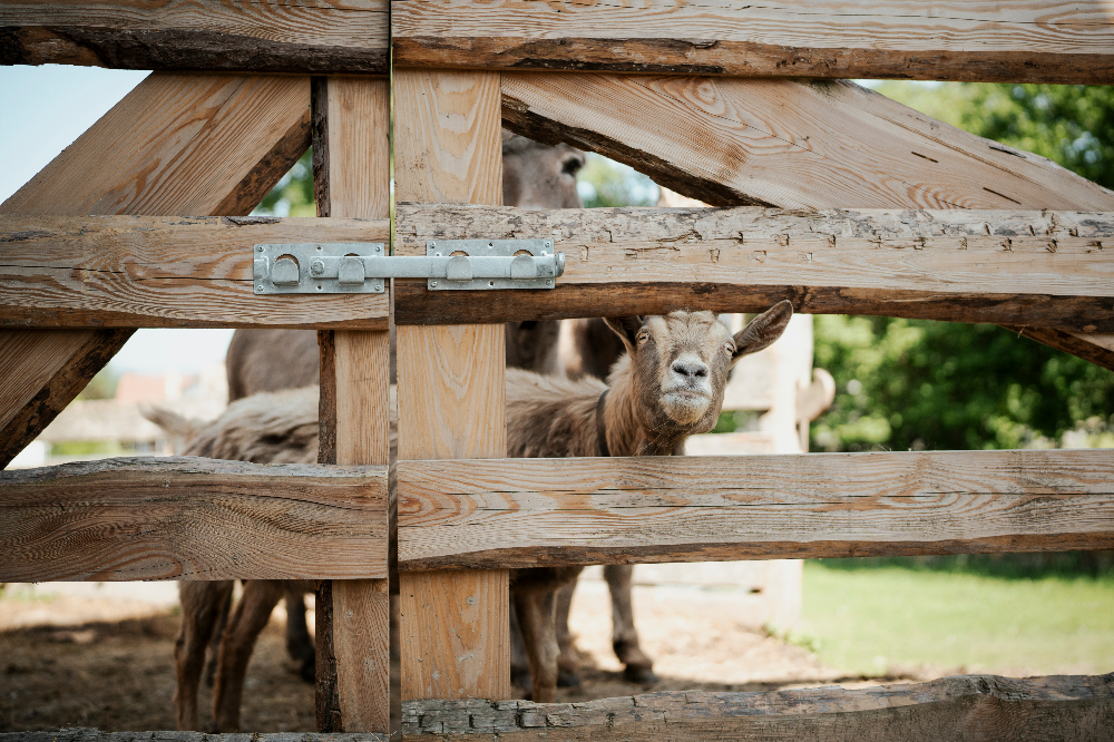 Zieglein schaut durch den Zaun