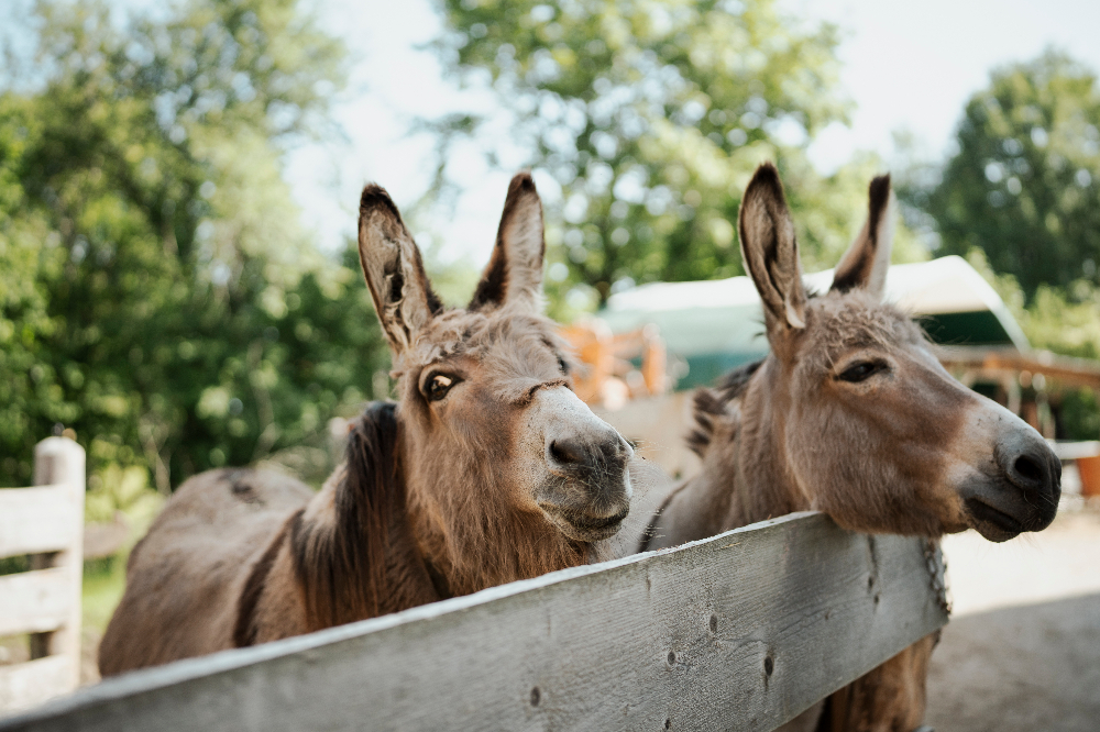 Unseren beiden Esel Rosalie und Salina