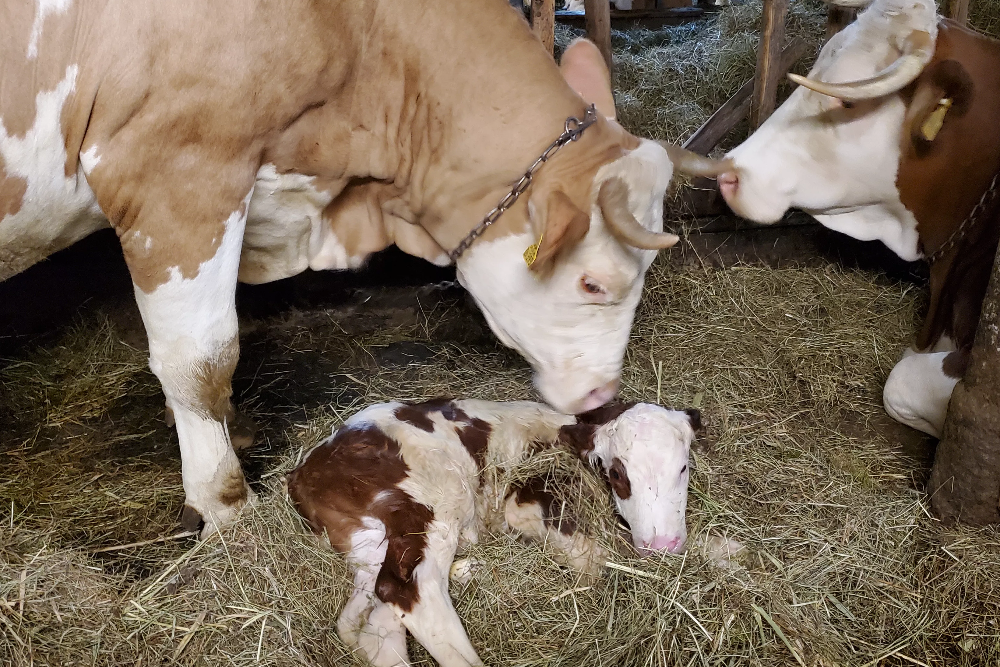 Ein frisch geborenes Kälbchen