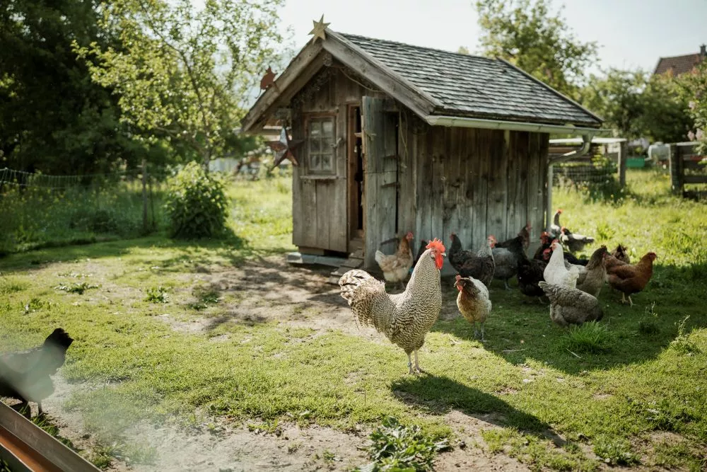 Unsere deutschen Sperber